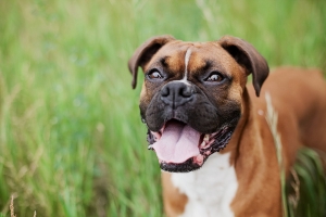 Image of a happy SCARS rescue dog