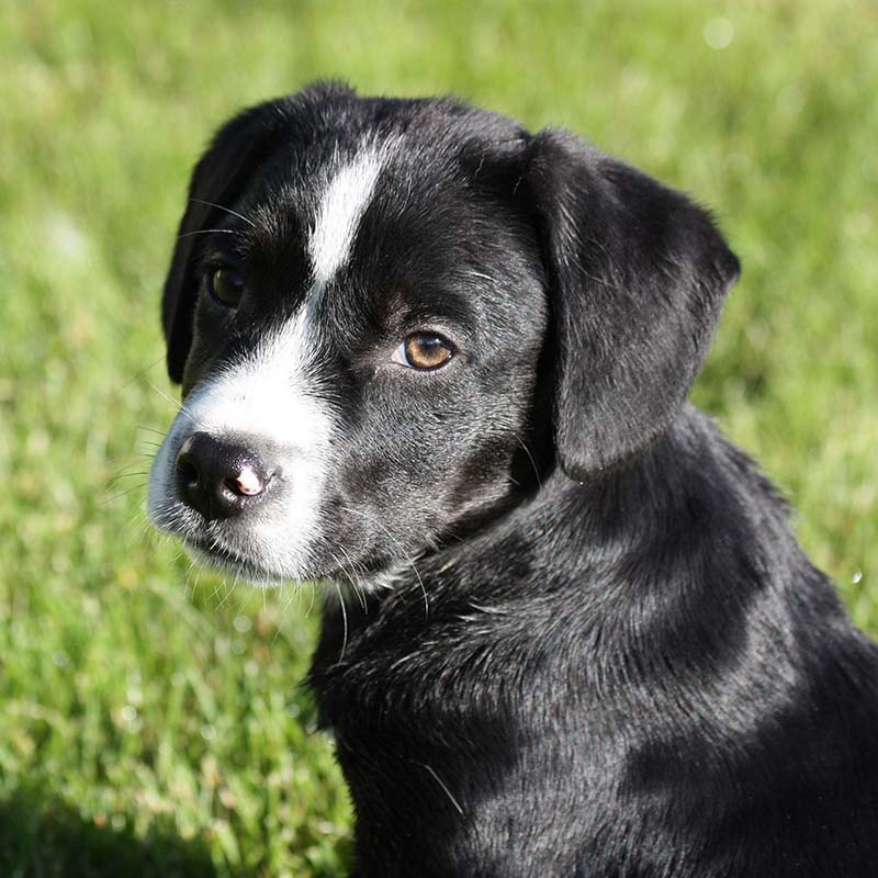 Image of a black and white puppy