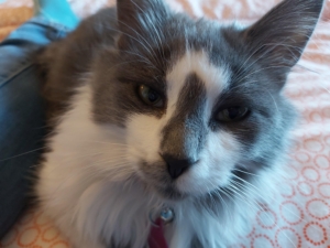 Frankie Frankenstein