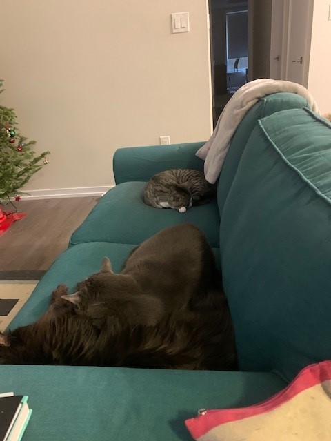 Jake, Midnight and Squeeks - Second Chance Animal Rescue Society