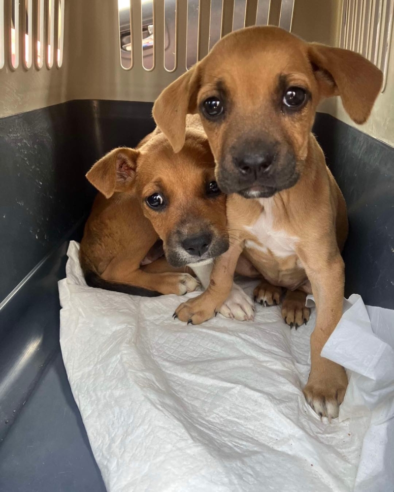 Wolves Parvo 6 parvo puppies - Second Chance Animal Rescue Society